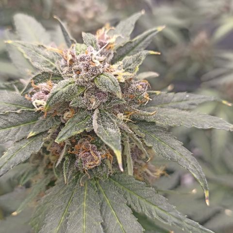 Purple Punch Auto growlog timeline photo