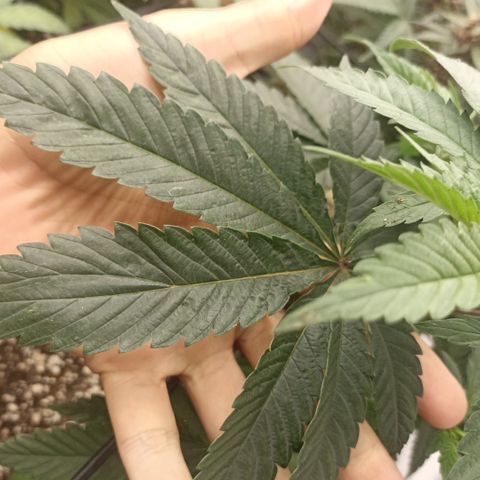 Purple Punch Auto growlog timeline photo