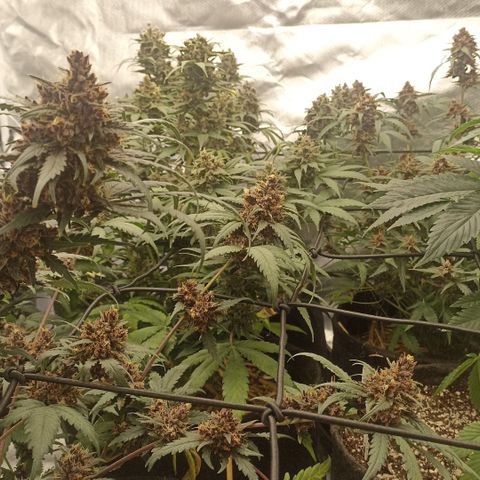 Purple Punch Auto growlog timeline photo
