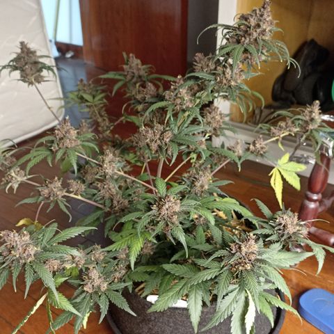 Purple Punch Auto growlog timeline photo