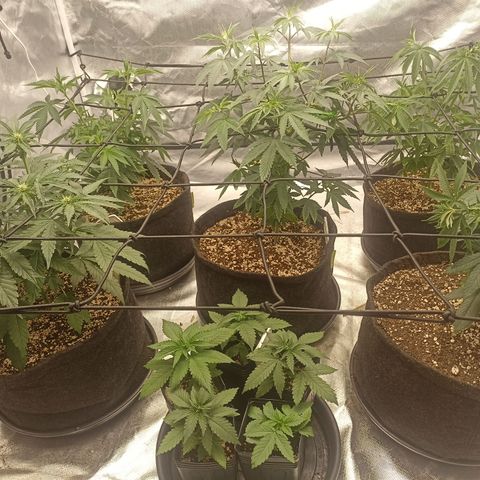 Purple Punch Auto growlog timeline photo