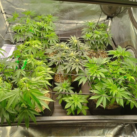 Purple Punch Auto growlog timeline photo