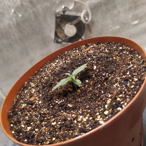 Blue Mystic Automatic growlog photo: Пересадка.