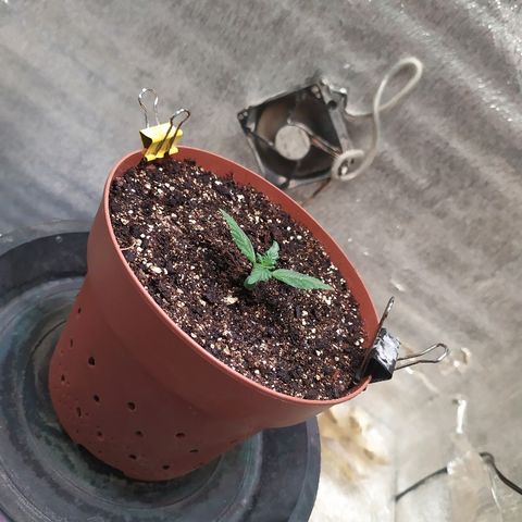 Blue Mystic Automatic growlog photo: Полив чистой водой 0.33