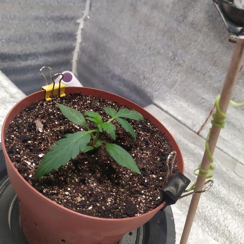 Blue Mystic Automatic growlog timeline photo