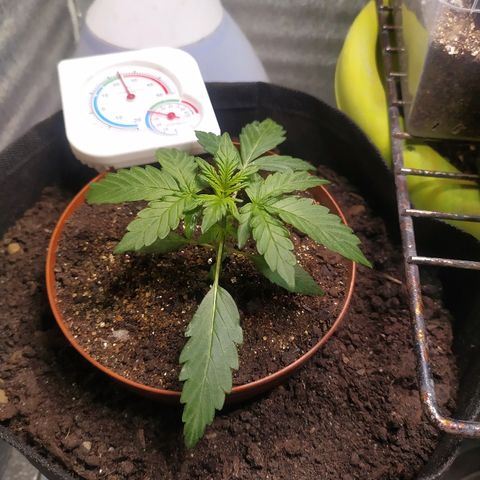 Blue Mystic Automatic growlog timeline photo