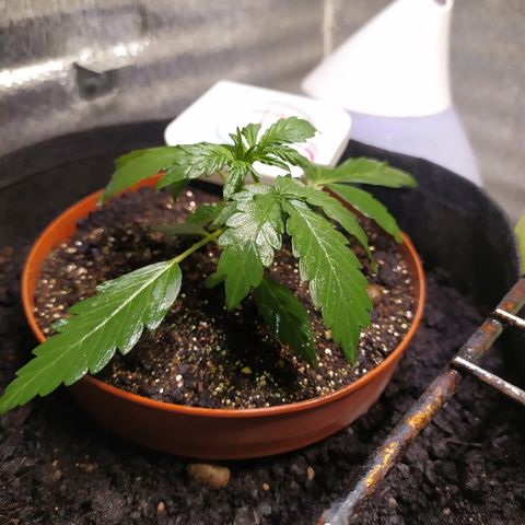Blue Mystic Automatic growlog photo: Полив водой 