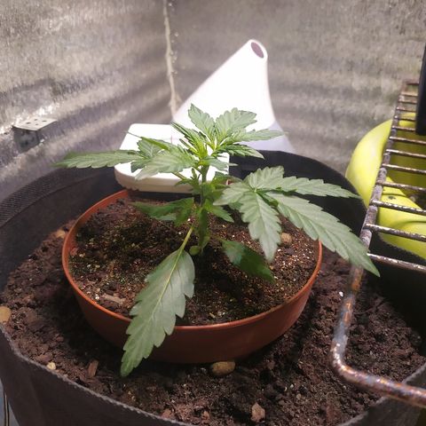 Blue Mystic Automatic growlog timeline photo