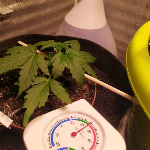 Blue Mystic Automatic growlog timeline photo