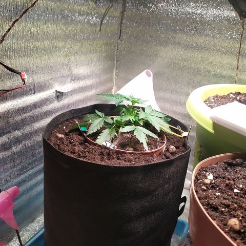 Blue Mystic Automatic growlog timeline photo