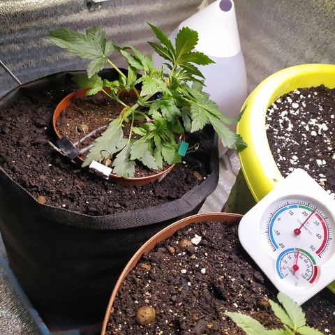 Blue Mystic Automatic growlog timeline photo