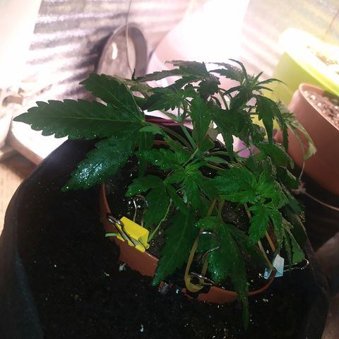 Blue Mystic Automatic growlog timeline photo
