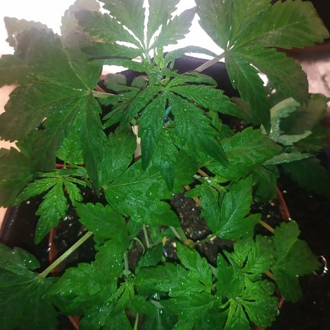 Blue Mystic Automatic growlog timeline photo