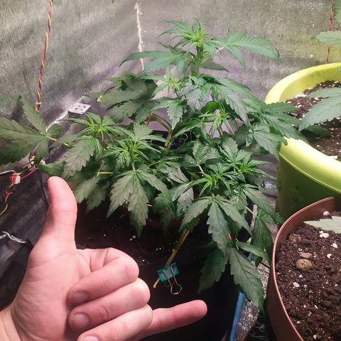 Blue Mystic Automatic growlog timeline photo