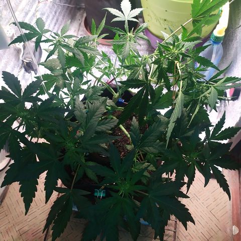 Blue Mystic Automatic growlog timeline photo