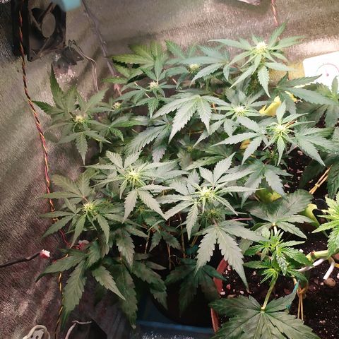 Blue Mystic Automatic growlog timeline photo
