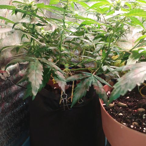 Blue Mystic Automatic growlog timeline photo