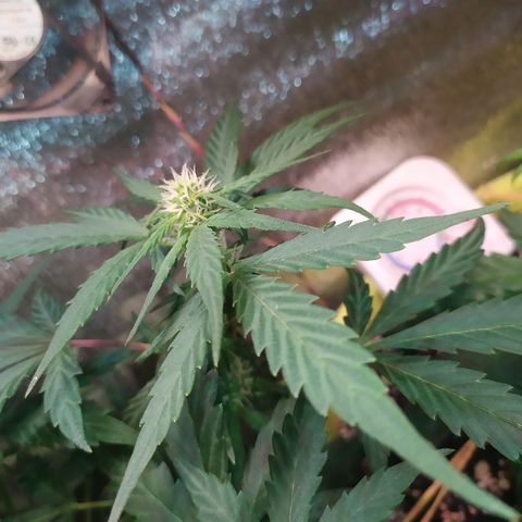 Blue Mystic Automatic growlog timeline photo