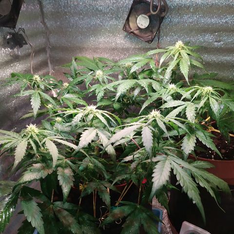 Blue Mystic Automatic growlog timeline photo