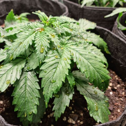 Provo growlog timeline photo