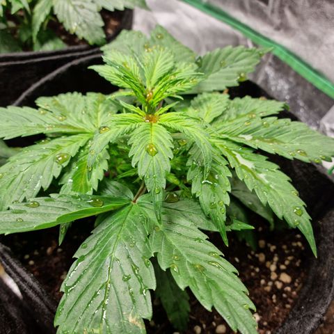 Roque growlog timeline photo