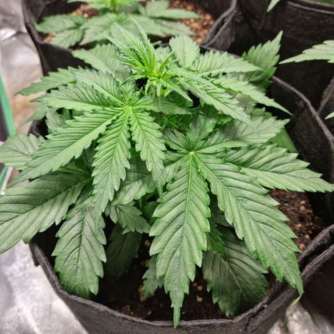 Provo growlog timeline photo