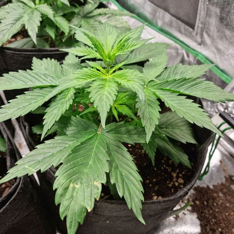 Roque growlog timeline photo