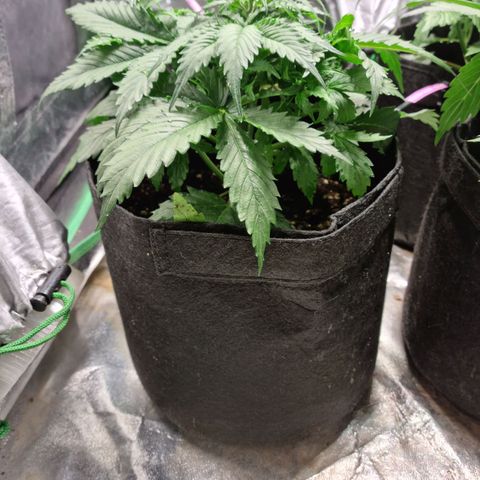 Provo growlog timeline photo