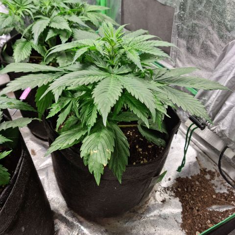 Roque growlog timeline photo