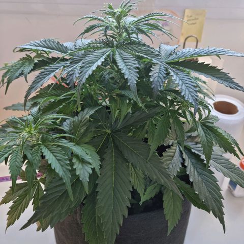 Provo growlog timeline photo