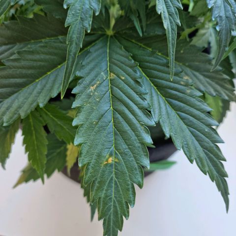 Provo growlog timeline photo