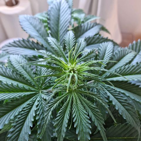 Provo growlog timeline photo