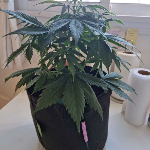 Roque growlog timeline photo