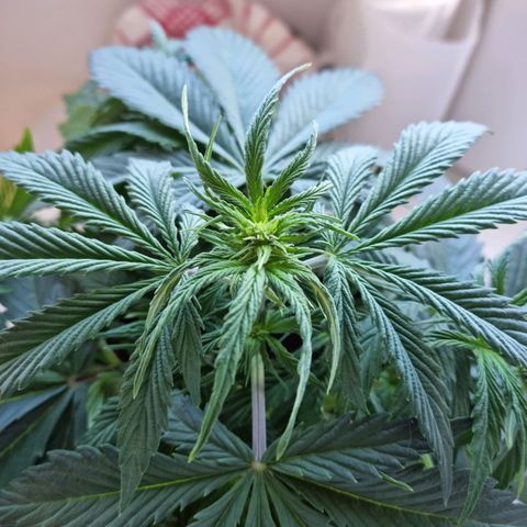 Roque growlog timeline photo