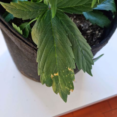 Roque growlog timeline photo