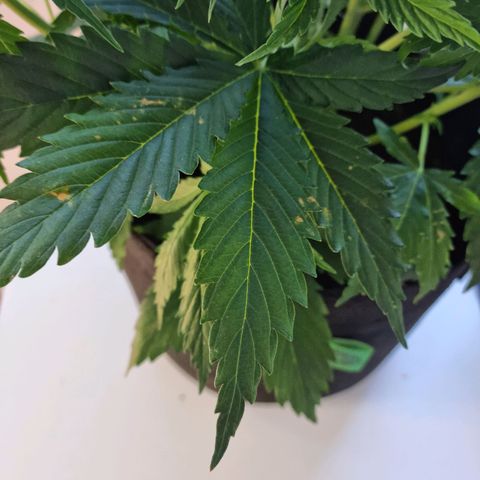 Provo growlog timeline photo