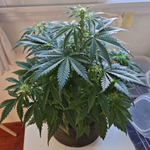 Provo growlog timeline photo