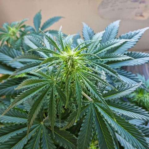 Provo growlog timeline photo