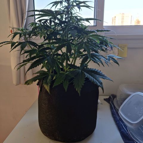 Provo growlog timeline photo