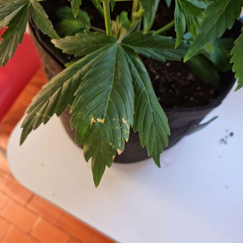 Roque growlog timeline photo