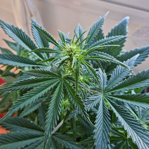Roque growlog timeline photo