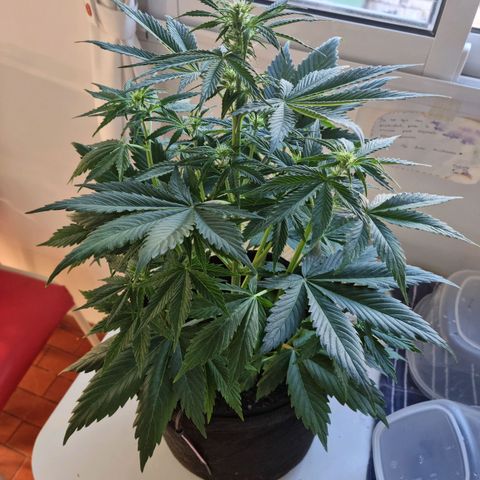 Roque growlog timeline photo