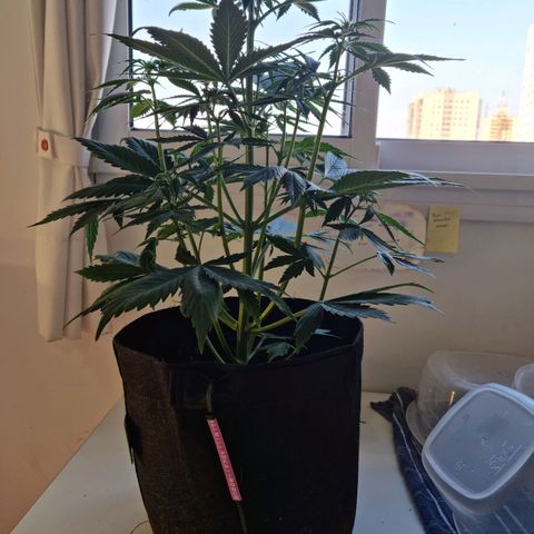 Roque growlog timeline photo