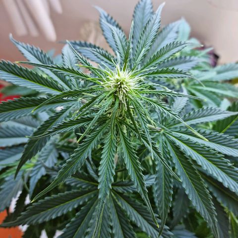 Provo growlog timeline photo