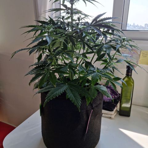 Provo growlog timeline photo