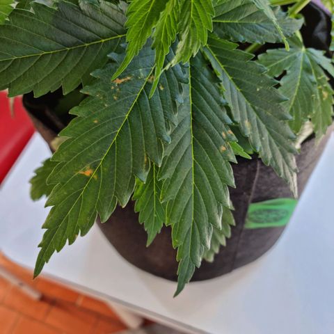 Provo growlog timeline photo