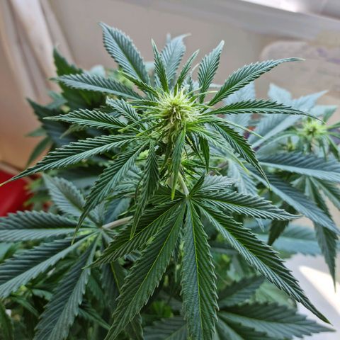 Roque growlog timeline photo