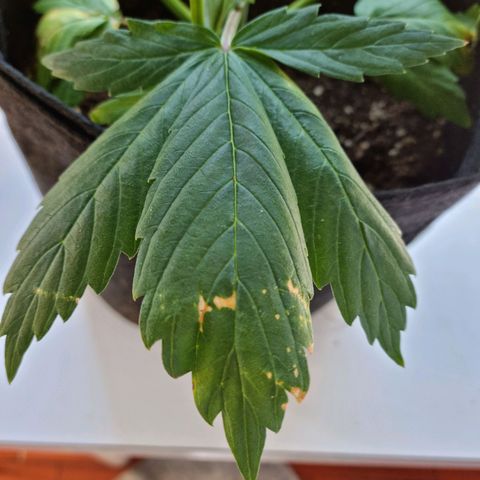 Roque growlog timeline photo