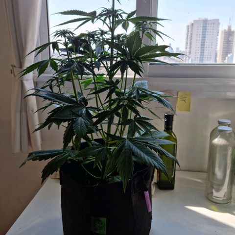 Roque growlog timeline photo