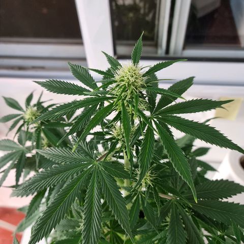 Roque growlog timeline photo